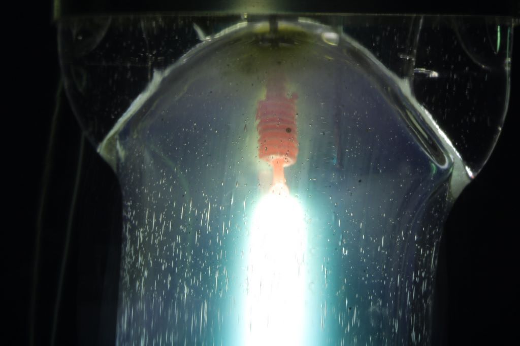 Lampy Whitesa