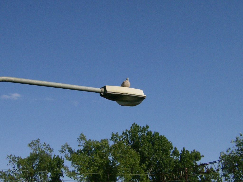 SGS203 2