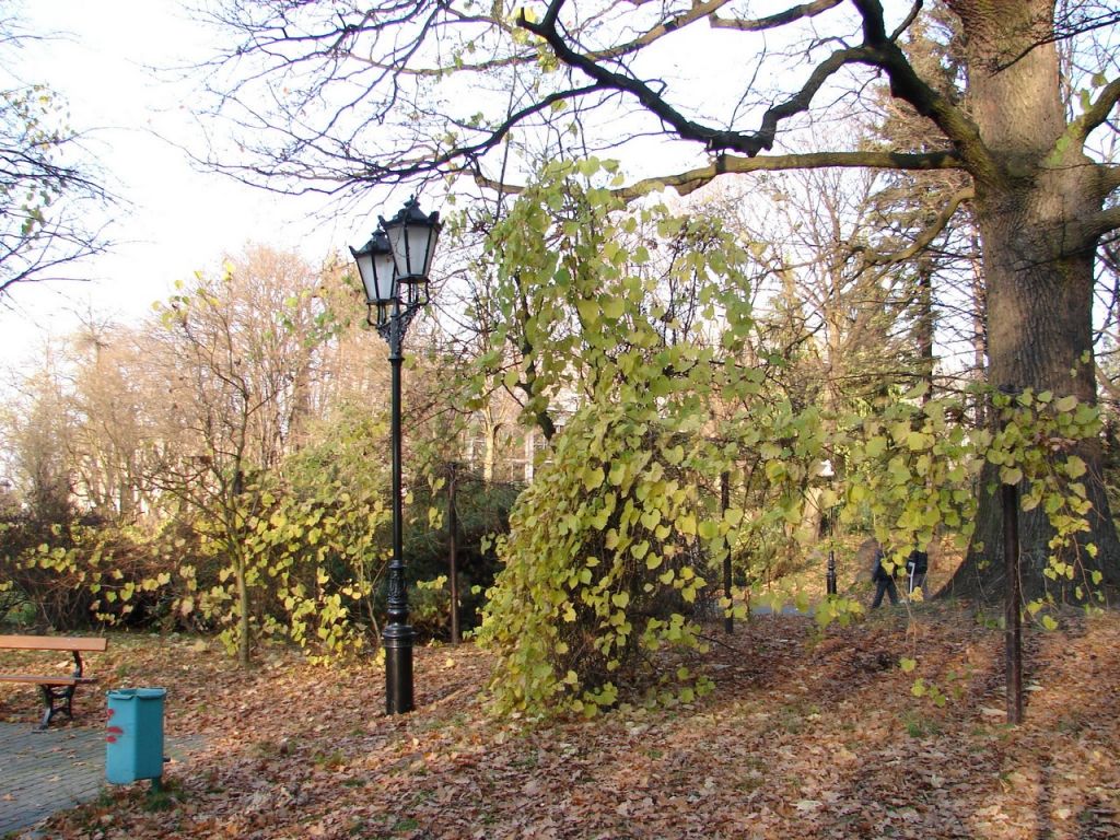 DSC02981