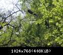 ORZ-7-1 - v1