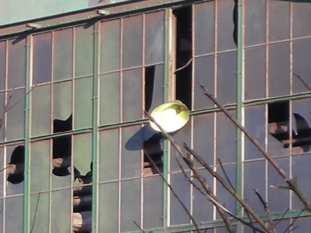 DSCN0536