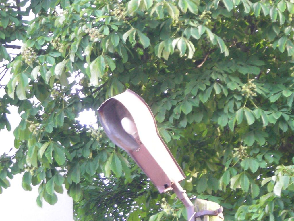 DSCN5854