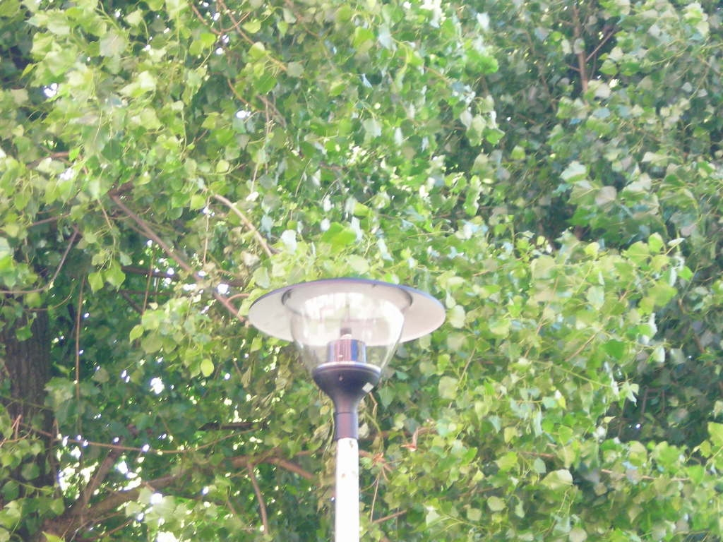DSCN5962