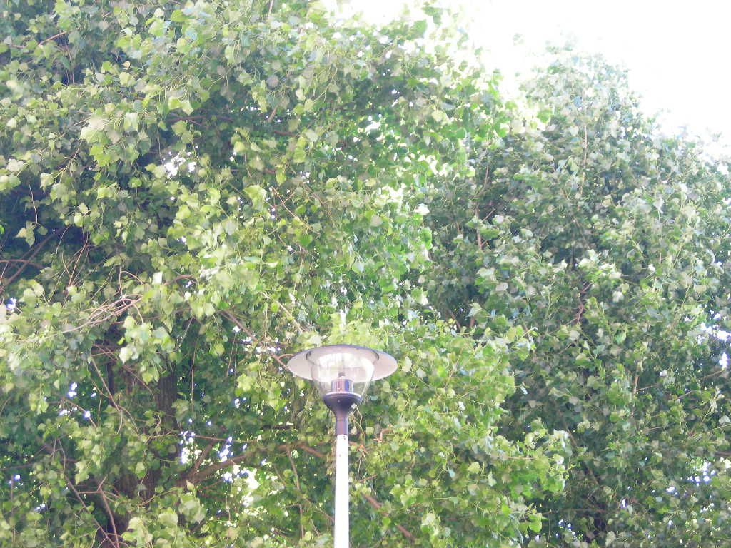 DSCN5963