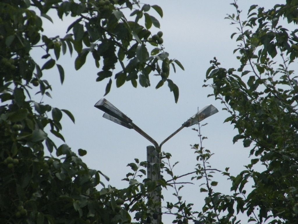 Trumienkowy kwiat
