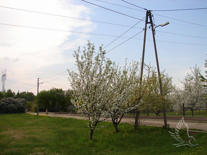 DSC00337