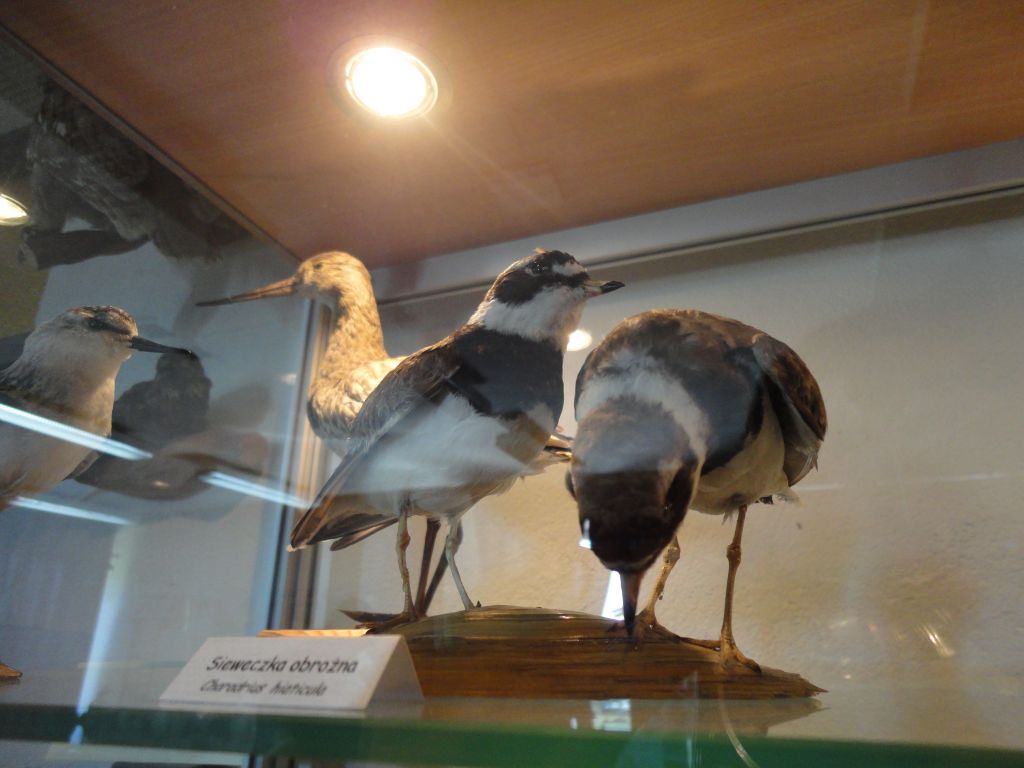 stacja ornitologiczna 9