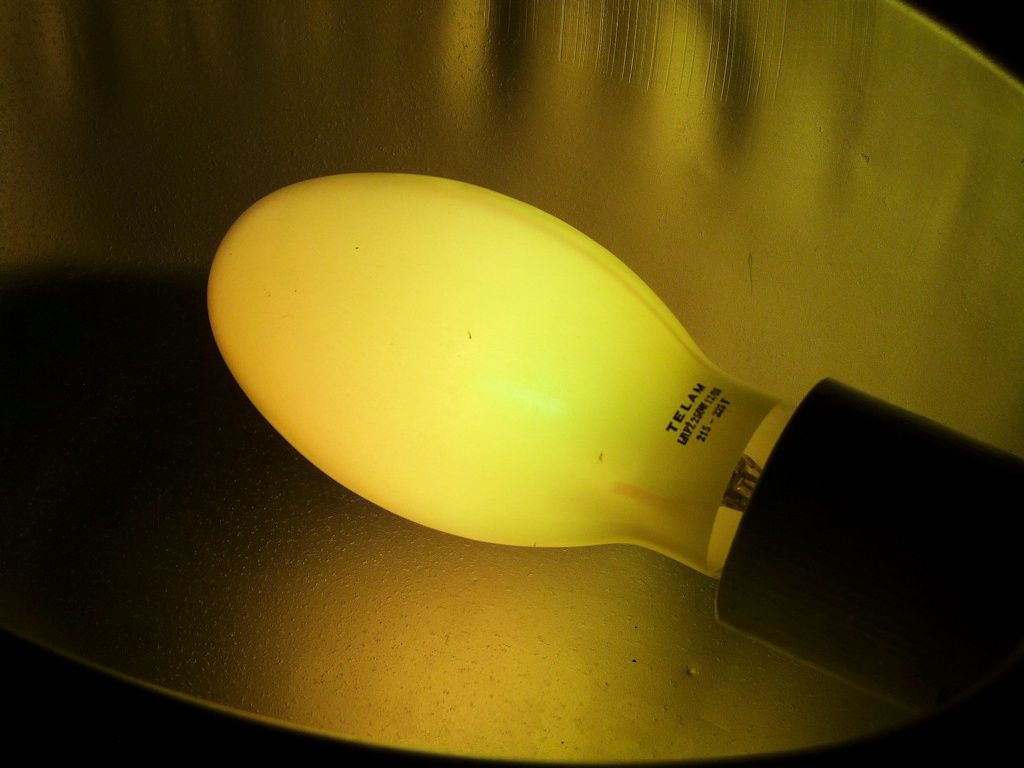 lampy