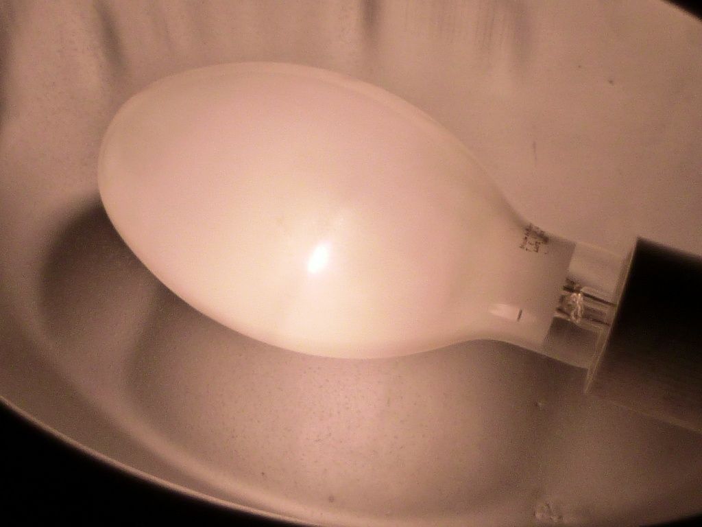 lampy