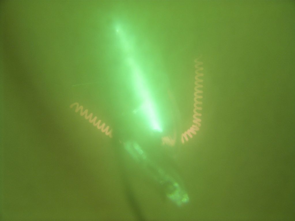 lampy