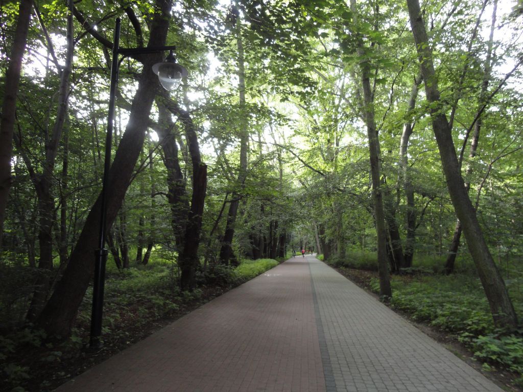 szyszki 3