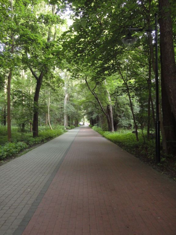 szyszki 5