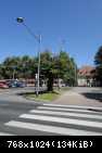 sforza 2