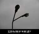 11136